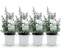 Green boutiQ - Plante de terrasse - Arbre d'eucalyptus - Eucalyptus gunni - Gris - 4 plantes - Résistant au froid - Pot de 17 cm, hauteur 40 cm
