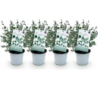 Green boutiQ - Plante de terrasse - Arbre d'eucalyptus - Eucalyptus gunni - Gris - 4 plantes - Résistant au froid - Pot de 14 cm, hauteur 30 cm