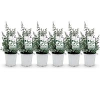 Green boutiQ - Plante de terrasse - Arbre d'eucalyptus - Eucalyptus gunni - Gris - 6 plantes - Résistant au froid - Pot de 17 cm, hauteur 40 cm