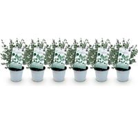 Green boutiQ - Plante de terrasse - Arbre d'eucalyptus - Eucalyptus gunni - Gris - 6 plantes - Résistant au froid - Pot de 14 cm, hauteur 30 cm