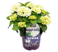 Green boutiQ - Plante de terrasse - Hortensia - Hydrangea Forever & Ever - Blanc - 7 à 12 fleurs - 2 plantes - Pot de 23 cm, hauteur 55 cm