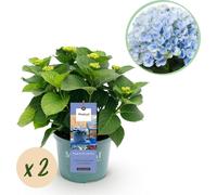 Green boutiQ - Plante de terrasse - Hortensia - Hydrangea Magical Revolution Blue - Bleu - 6 à 10 fleurs - 2 plantes - Pot de 23 cm, hauteur 55 cm