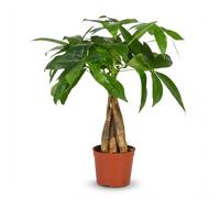 Green boutiQ - Plante d'intérieur - Arbre à monnaie - Pachira Aquatica - Vert - Peu d'entretien - 1 Plante - Pot 12cm - Hauteur 40-50cm