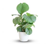 Green boutiQ - Plante d'intérieur - Calathea Orbifolia - Plante paon - Vert - Entretien facile - 1 Plante - avec Pot Blanc - Pot 21cm - Hauteur 60-70cm
