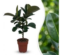 Green boutiQ - Plante d'intérieur - Caoutchouc - Ficus Elastica Cloe - Vert - Peu d'entretien - 1 Plante - Pot 19cm - Hauteur 65cm