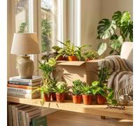 Green boutiQ - Plante d'intérieur - Coffret surprise - Vert - Entretien facile - 12 Plantes - avec Panier - Pot 10,5-12cm - Hauteur 15-45cm