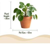 Green boutiQ - Plante d'intérieur - Coffret surprise vert - Peu d'entretien - 12 plantes - avec panier - Pot 10,5 - 12 cm - Hauteur 15 - 45 cm