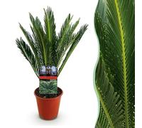 Green boutiQ - Plante d'intérieur - Cycas revoluta - Palmier - Peu d'entretien - Vert - 1 - Pot 14cm - Hauteur 45-55cm