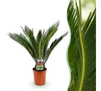 Green boutiQ - Plante d'intérieur - Cycas revoluta - Palmier - Peu d'entretien - Vert - 1 - Pot 17cm - Hauteur 55-65cm