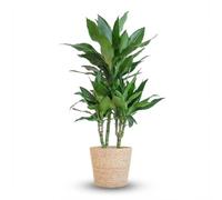 Green boutiQ - Plante d'intérieur - Dragonnier - Dracaena Janet Craig - Vert - Entretien facile - 1 Plante - avec Panier - Pot 21cm - Hauteur 90-100cm