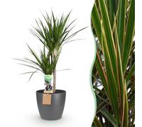 Green boutiQ - Plante d'intérieur - Dragonnier - Dracaena Marginata - Vert - Entretien facile - 1 Plante - avec Pot Potter Gris - Pot 21cm - Hauteur 90-100cm