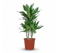 Green boutiQ - Plante d'intérieur - Dragonnier Janet Craig - Dracaena Janet Craig - Vert - Entretien facile - 1 Plante - Pot 21cm - Hauteur 90-100cm