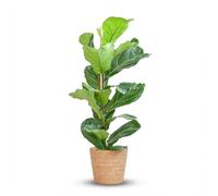 Green boutiQ - Plante d'intérieur - Ficus Lyrata - Figuier lyre - Vert - Entretien facile - 1 Plante - avec Panier - Pot 21cm - Hauteur 75-85cm