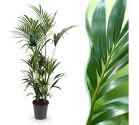 Green boutiQ - Plante d'intérieur - Howea Forsteriana - Kentia Palm - Faible entretien - Vert - 1 plante - Pot 27cm - Hauteur 160-170cm