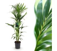 Green boutiQ - Plante d'intérieur - Howea Forsteriana - Kentia Palm - Peu d'entretien - Vert - 1 plante - Pot 24cm - Hauteur 140-150cm