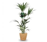 Green boutiQ - Plante d'intérieur - Howea Forsteriana - Palmier Kentia - Peu d'entretien - Vert - 1 Plante - avec Panier - Pot 21cm - Hauteur 120-130cm