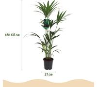 Green boutiQ - Plante d'intérieur - Howea Forsteriana - Palmier Kentia - Peu d'entretien - Vert - 1 plante - avec pot gris - Pot 21 cm - Hauteur 120-130 cm