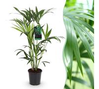 Green boutiQ - Plante d'intérieur - Howea Forsteriana - Palmier Kentia - Peu d'entretien - Vert - 1 plante - Pot 19cm - Hauteur 80-85cm