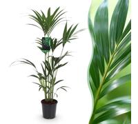 Green boutiQ - Plante d'intérieur - Howea Forsteriana - Palmier Kentia - Peu d'entretien - Vert - 1 plante - Pot 21cm - Hauteur 120-130cm