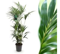 Green boutiQ - Plante d'intérieur - Howea Forsteriana - Palmier Kentia - Peu d'entretien - Vert - 1 plante - Pot 27cm - Hauteur 160-170cm