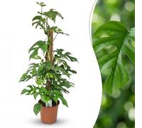 Green boutiQ - Plante d'intérieur - Mini Monstera - Monstera Minima sur Tuteur - Vert - Entretien facile - 1 Plante - Pot 19cm - Hauteur 90cm