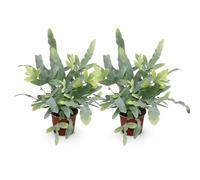Green boutiQ - Plante d'intérieur - Phlebodium aureum Blue Star - Fougère Bleue - Amie des animaux - Bleu - 2 Plantes - Pot de 12cm - Hauteur 25-30cm