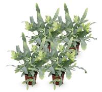 Green boutiQ - Plante d'intérieur - Phlebodium aureum Blue Star - Fougère Bleue - Amie des animaux - Bleu - 4 Plantes - Pot 12cm - Hauteur 25-30cm