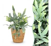 Green boutiQ - Plante d'intérieur - Phlebodium aureum Blue Star - Fougère Bleue - Plante Amie des Animaux - Bleu - 1 Plante - avec Panier - Pot 12cm - Hauteur 25cm