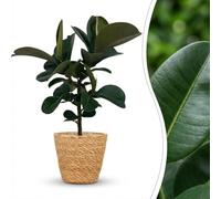 Green boutiQ - Plante d'intérieur - Plante caoutchouc - Ficus Elastica Cloe - Vert - Peu d'entretien - 1 Plante - avec Panier - Pot 19cm - Hauteur 65cm