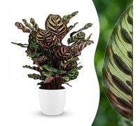 Green boutiQ - Plante d'intérieur - Plante Paon - Calathea Makoyana - Vert - Entretien facile - 1 Plante - avec Pot Blanc - Pot 19cm - Hauteur 70cm