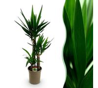 Green boutiQ - Plante d'intérieur - Yucca elephantipes - Yucca - Peu d'entretien - Vert - 1 - Pot 21cm - Hauteur 100cm