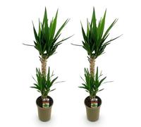 Green boutiQ - Plante d'intérieur - Yucca elephantipes - Yucca - Peu d'entretien - Vert - 2 - Pot 19cm - Hauteur 95cm