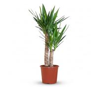 Green boutiQ - Plante d'intérieur - Yucca (Lis palmier) - Yucca Elephantipes - Vert - Entretien facile - 1 Plante - Pot 21cm - Hauteur 80-95cm