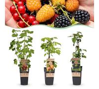 Green boutiQ - Plante Fruit - Mélange Ribes-Rubes - Tricolore - Résistante au Froid - Groseilles Rouges - Mûre Noire - Framboise Jaune - 3 Plantes - Pot 15cm - Hauteur 50cm
