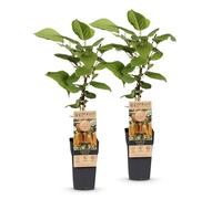 Green boutiQ - Plante fruitière - Actinidia deliciosa Hay ward - Plante de Kiwi - Femelle - Fruit Vert - 2 Plantes - Pot 15cm - Hauteur 50cm