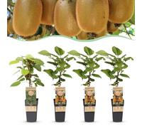 Green boutiQ - Plante fruitière - Actinidia Weiki & Hay ward - Kiwiplante - 1 Mâle - 3 Femelles - Plantes - Vert - Pot 15cm - Hauteur 50cm