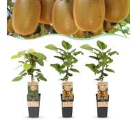 Green boutiQ - Plante fruitière - Actinidia Weiki & Hay ward - Plant de Kiwi - 1 Mâle - 2 Femelles - Plantes - Vert - Pot 15cm - Hauteur 50cm