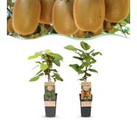 Green boutiQ - Plante fruitière - Actinidia Weiki & Hay ward - Plante de Kiwi - 1 Mâle - 1 Femelle - Plantes - Vert - Pot 15cm - Hauteur 50cm