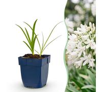 Green boutiQ - Plante vivace - Agapanthus africanus Albus - Lys d'Afrique - Attire les abeilles et les papillons - Blanc - 12 plants - Pot de 11 cm - Hauteur 15-25 cm