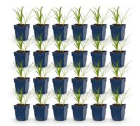 Green boutiQ - Plante vivace - Agapanthus africanus Albus - Lys d'Afrique - Attire les abeilles et les papillons - Blanc - 24 plants - Pot de 11 cm - Hauteur 15-25 cm