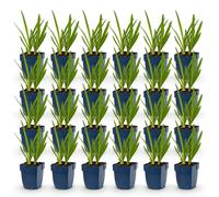 Green boutiQ - Plante vivace - Agapanthus africanus - Lys d'Afrique - Attire les abeilles et les papillons - Bleu - 24 plants - Pot de 11 cm - Hauteur : 15-25 cm