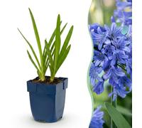 Green boutiQ - Plante vivace - Agapanthus africanus - Lys d'Afrique - Attire les abeilles et les papillons - Bleu - 12 plants - Pot de 11 cm - Hauteur : 15-25 cm