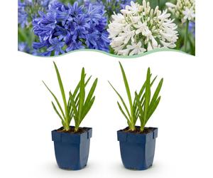 Green boutiQ - Plante vivace - Agapanthus Duo - Lys d'Afrique - Attire les abeilles et les papillons - Bleu - Blanc - 24 plants - Pot de 11 cm - Hauteur 15-25 cm