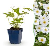 Green boutiQ - Plante vivace - Anémone hybr. Hon. Jobert - Anémone d'automne - Ombre - Blanc - 12 plants - Pot de 11 cm - Hauteur : 15-25 cm