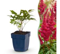 Green boutiQ - Plante vivace - Astilbe (A) Fanal - Spirea à panicules - Ombre - Rouge - 24 plants - Pot de 11 cm - Hauteur 15-25 cm