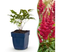 Green boutiQ - Plante vivace - Astilbe (A) Fanal - Spirée en panicule - Ombre - Rouge - 24 Plantes - Pot 11cm - Hauteur 15-25cm