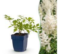 Green boutiQ - Plante vivace - Astilbe (J) Allemagne - Spirea à plumes - Ombre - Blanc - 24 plants - Pot de 11 cm - Hauteur 15-25 cm