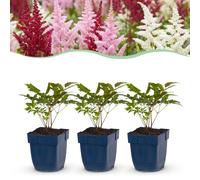 Green boutiQ - Plante vivace - Astilbe Tricolour - Spiraea paniculata - Ombre - Violet - Rose - Blanc - 12 plants - Pot de 11 cm - Hauteur 15-25 cm