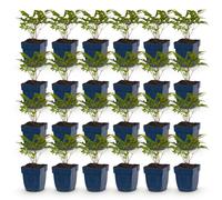 Green boutiQ - Plante vivace - Astilbe Tricolour - Spiraea paniculata - Ombre - Violet - Rose - Blanc - 24 plants - Pot de 11 cm - Hauteur 15-25 cm