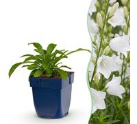 Green boutiQ - Plante vivace - Campanula pers. Alba - Campanule à feuilles de pêcher - Attire les abeilles et les papillons - Blanche - 24 plants - Pot de 11 cm - Hauteur 15-25 cm